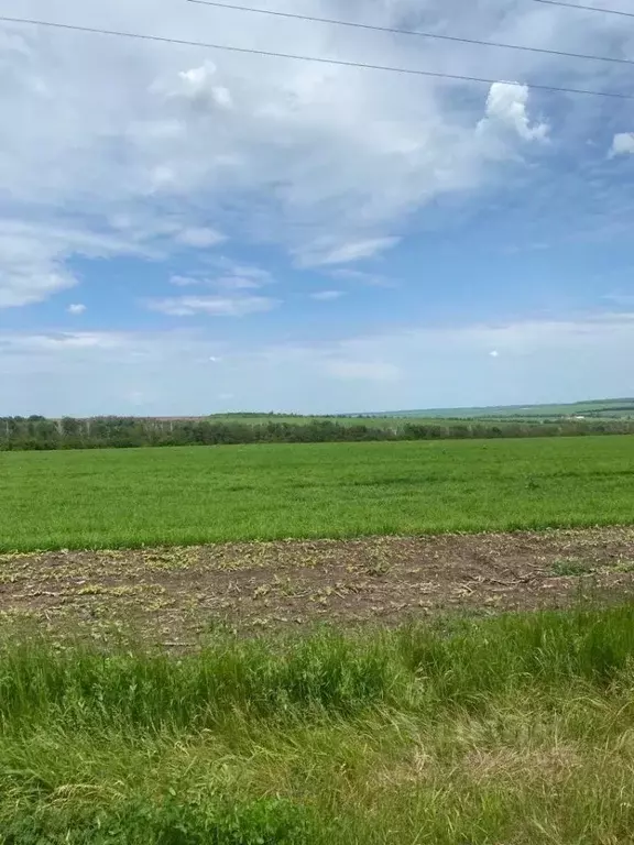 Участок в Белгородская область, Белгородский район, Беловское с/пос, ... - Фото 2