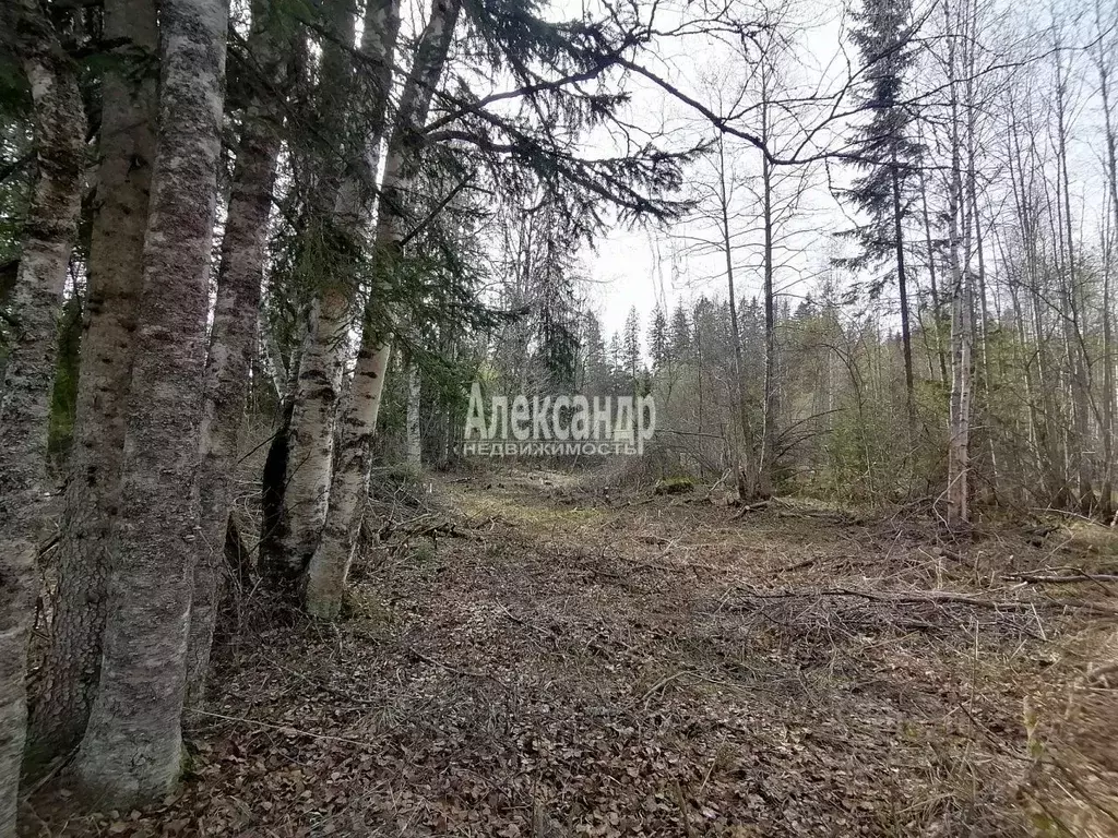 Участок в Ленинградская область, Приозерское городское поселение, пос. ... - Фото 0