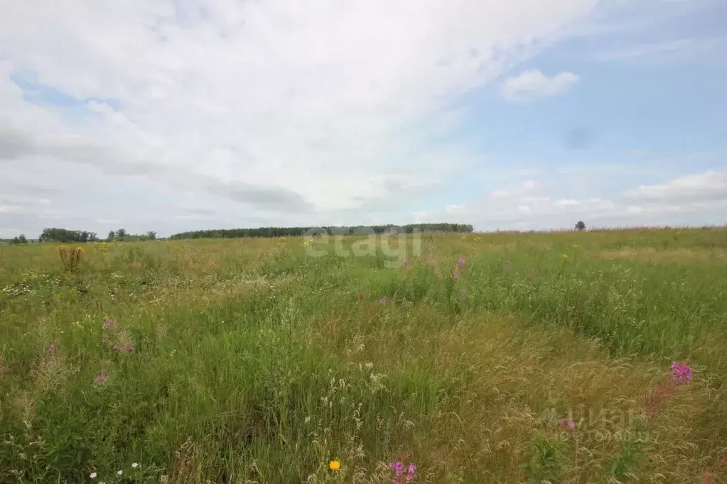 Участок в Челябинская область, Красноармейский район, с. Канашево  ... - Фото 1