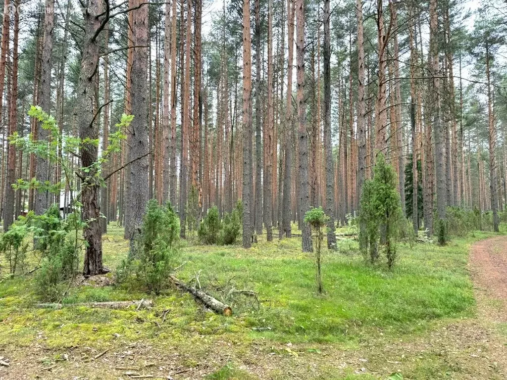 Участок в Череповец, Зашекснинский район, 105-й микрорайон (16.5 м) - Фото 0