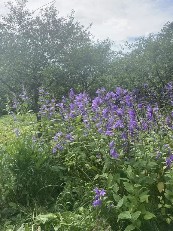 Дом в Московская область, Ступино городской округ, с. Васильевское, ... - Фото 1