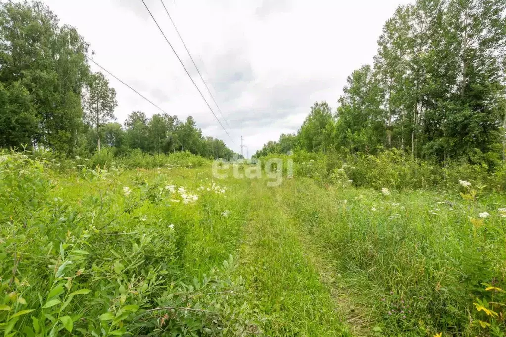 Участок в Новосибирская область, Новосибирский район, Барышевский ... - Фото 1