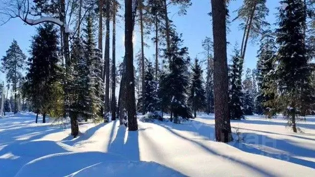 Участок в Московская область, Щелково городской округ, пос. Литвиново  ... - Фото 1