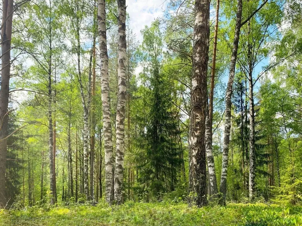 Участок в Ленинградская область, Всеволожский район, Куйвозовское ... - Фото 0