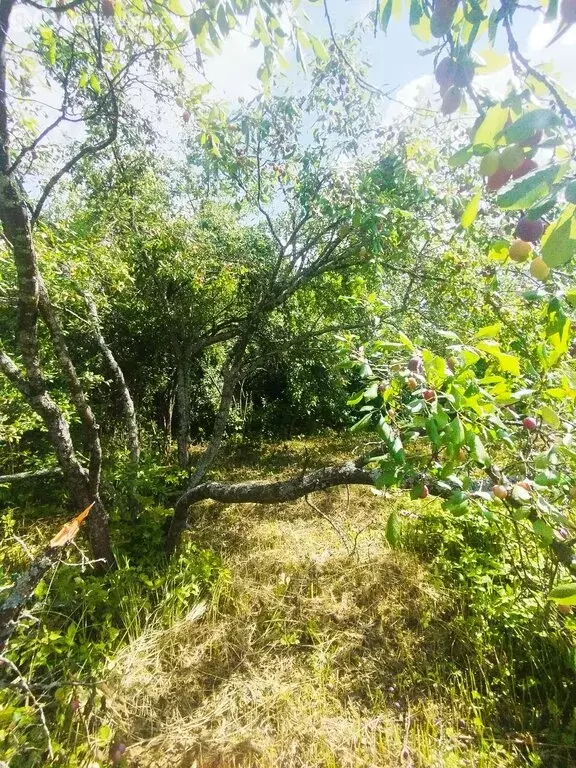 Участок в Нижегородская область, Богородский муниципальный округ, ... - Фото 2
