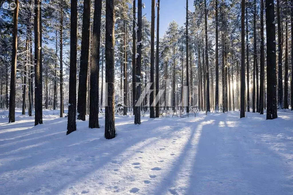 Участок в деревня Варшко, Сосновая улица, 3 (25 м) - Фото 1