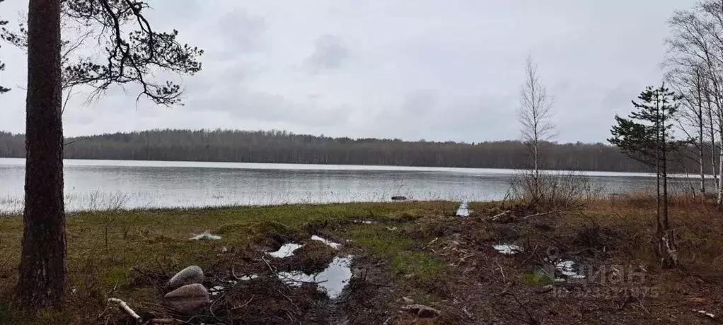 Участок в Ленинградская область, Всеволожск 1-я линия (6.0 сот.) - Фото 2