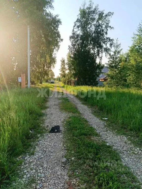 Участок в Новосибирская область, Новосибирский район, Сибирские ... - Фото 1