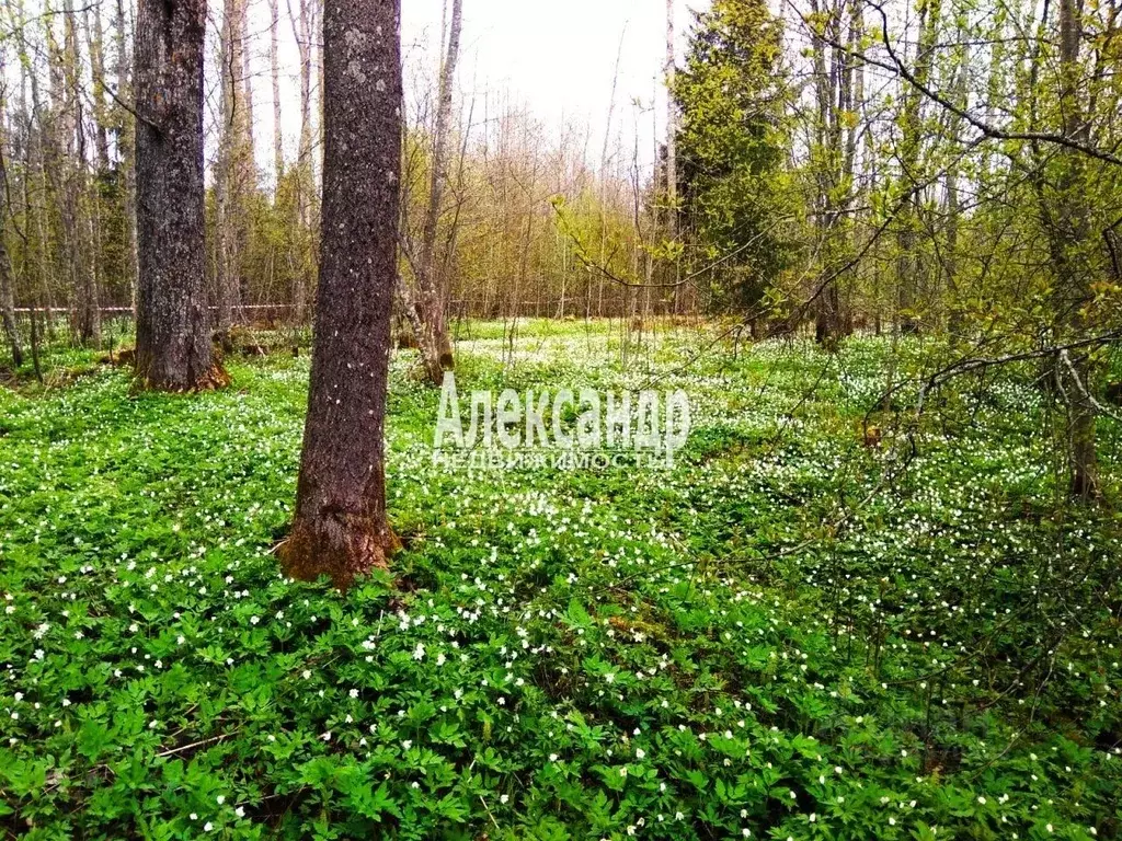 Участок в Ленинградская область, Выборгский район, Советское городское ... - Фото 1