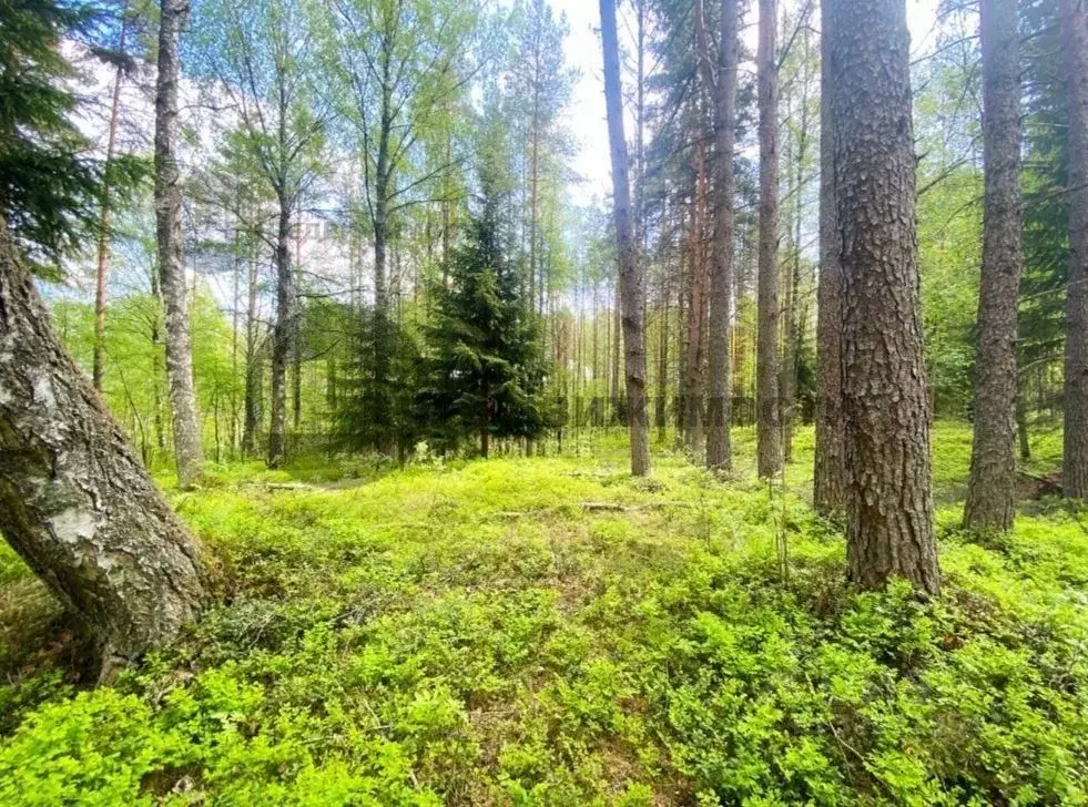 Участок в Ленинградская область, Всеволожский район, Куйвозовское ... - Фото 1