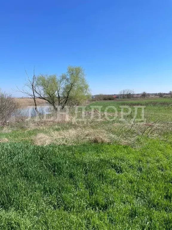 Участок в Ростовская область, Родионово-Несветайский район, ... - Фото 1