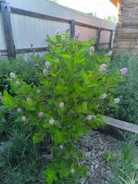 Дом в Саха (Якутия), Якутск ул. Строда (25 м) - Фото 2