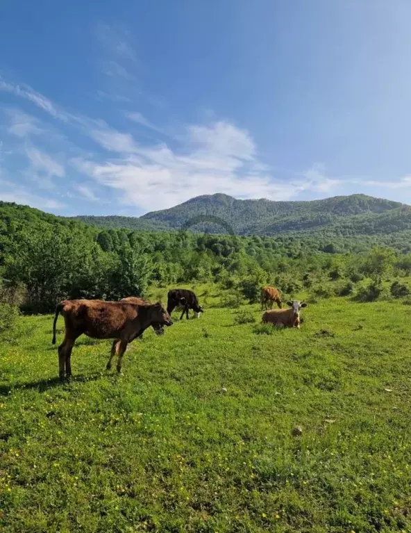Участок в Краснодарский край, Туапсинский муниципальный округ, ... - Фото 2