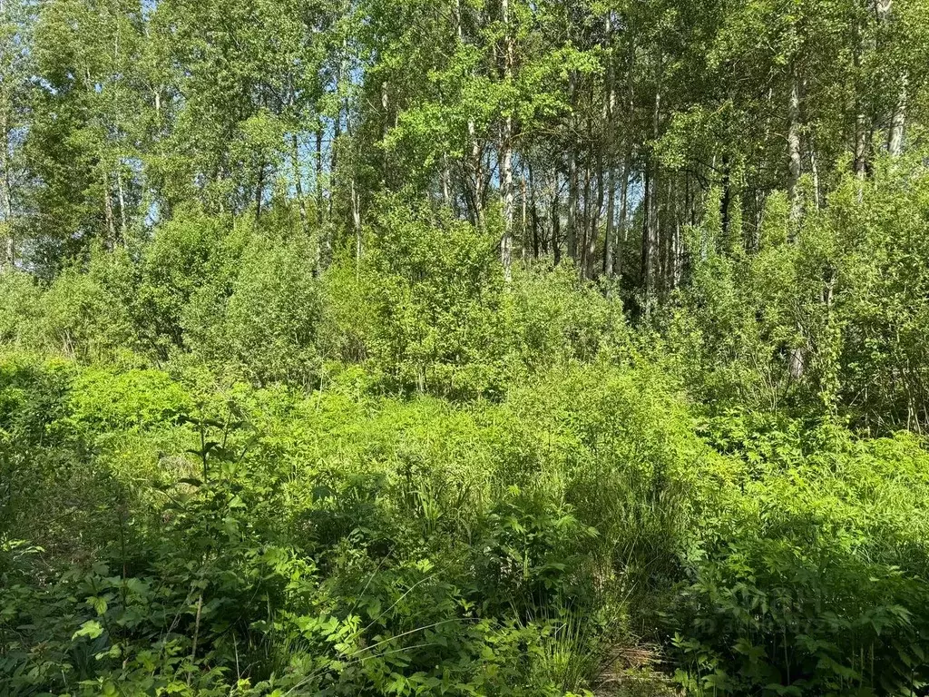 Участок в Московская область, Богородский городской округ, д. Ново  ... - Фото 0