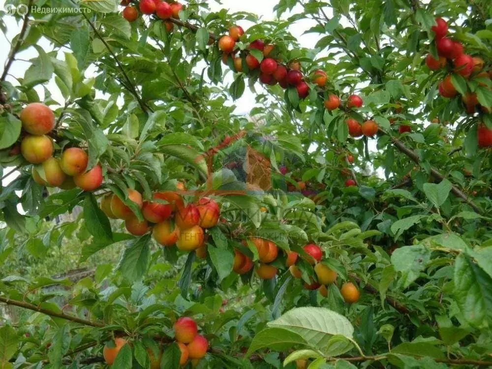 Участок в Старый Оскол, СНТ Мичуринец (5 м) - Фото 1