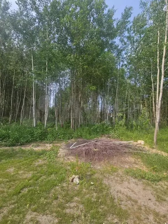 Участок 30 сот. (ИЖС) - Фото 1