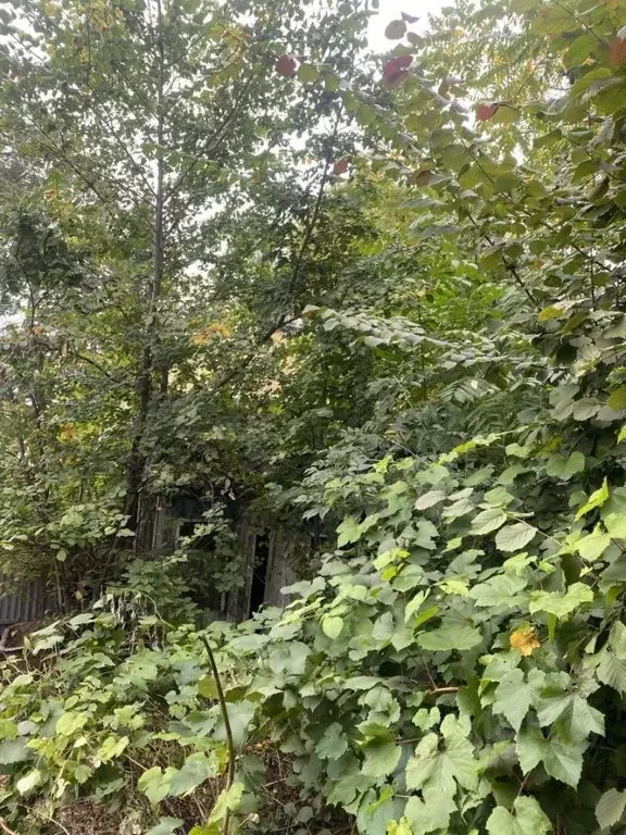 Дом в Алтайский край, Барнаул городской округ, пос. Плодопитомник, ... - Фото 2