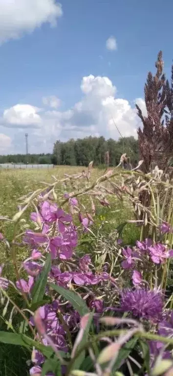 Участок в Челябинская область, Кунашакский район, Куяшское с/пос, с. ... - Фото 1