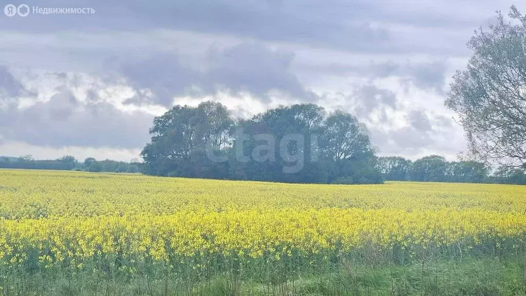Участок в Калининградская область, Гурьевск (5.9 м) - Фото 1
