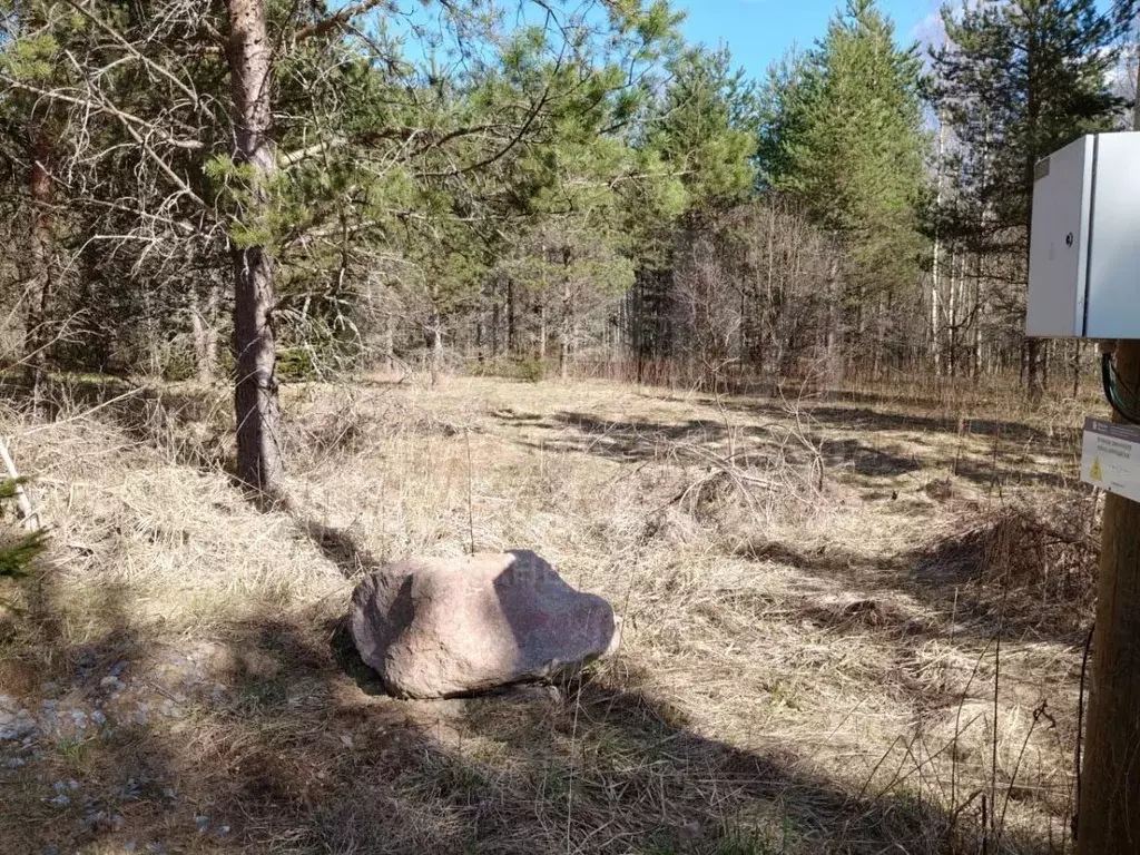 Участок в Ленинградская область, Приозерский район, Красноозерное ... - Фото 1