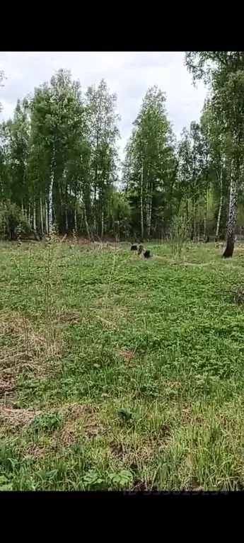 Участок в Алтай, Майминский район, Соузгинское с/пос, пос. Черемшанка ... - Фото 2