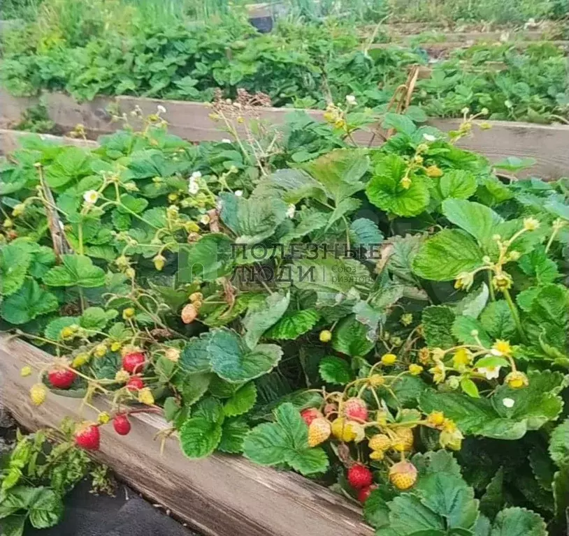 Дача 30 м на участке 22 сот. - Фото 0