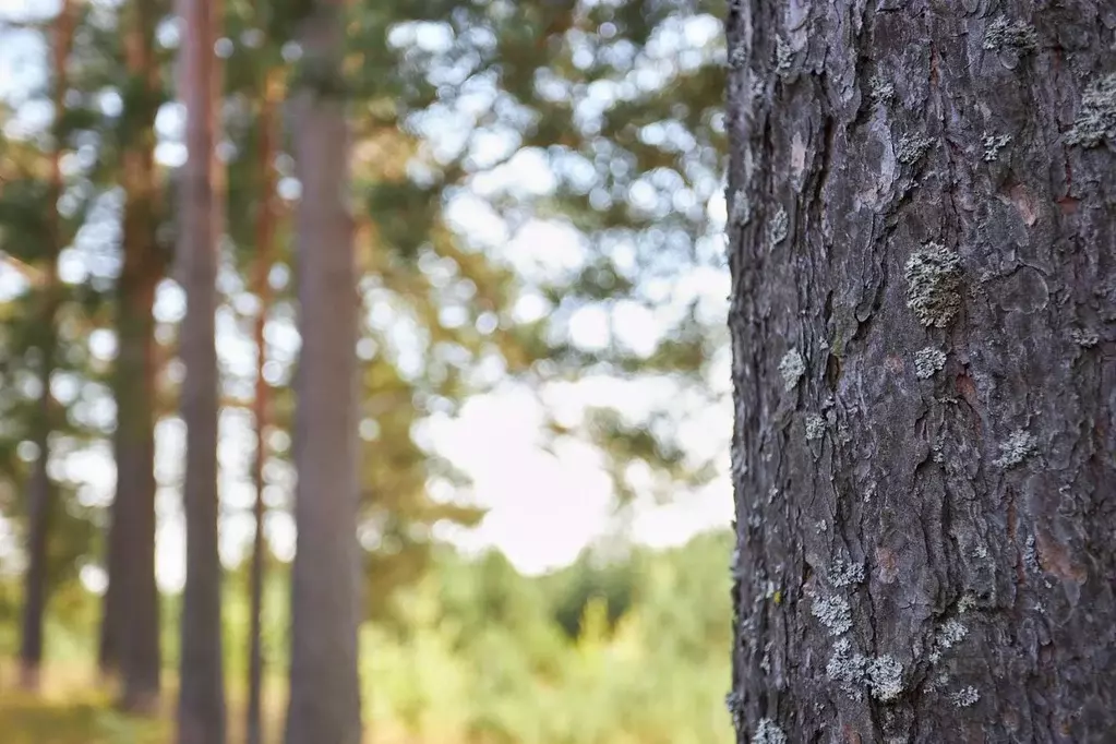 Участок в Ленинградская область, Выборгский район, Первомайское с/пос, ... - Фото 2