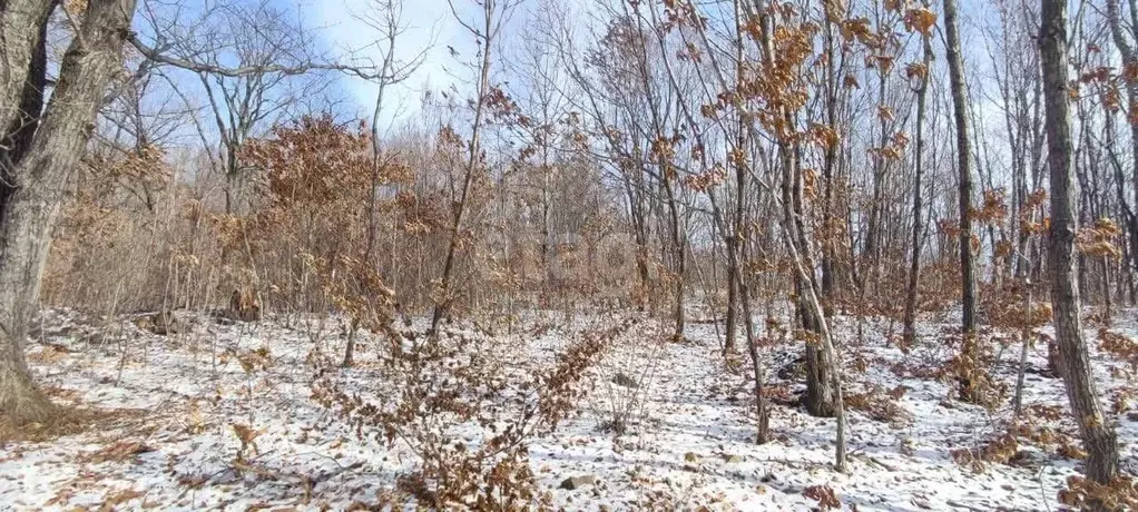 Участок в Приморский край, Надеждинский район, пос. Сиреневка  (10.0 ... - Фото 1