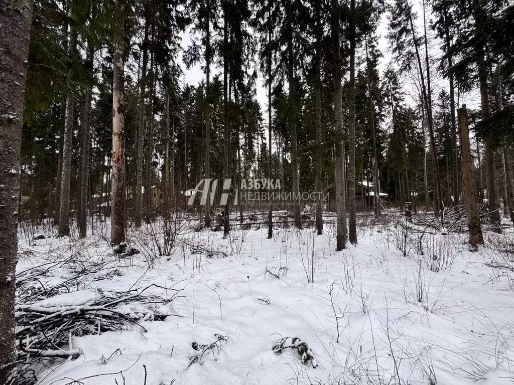 Участок в Московская область, Пушкинский городской округ, д. Могильцы, ... - Фото 0