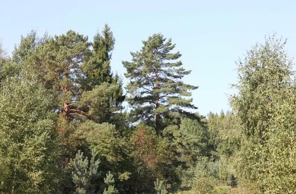 Участок в Тверская область, Вышневолоцкий муниципальный округ, д. ... - Фото 1