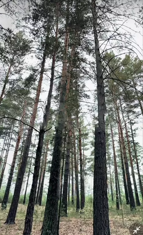 Участок 8,8 сот. (СНТ, ДНП) - Фото 0