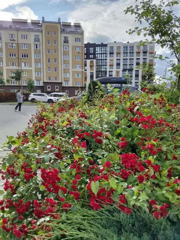 2-к кв. Калининградская область, Калининград ул. Александра Невского, ... - Фото 0