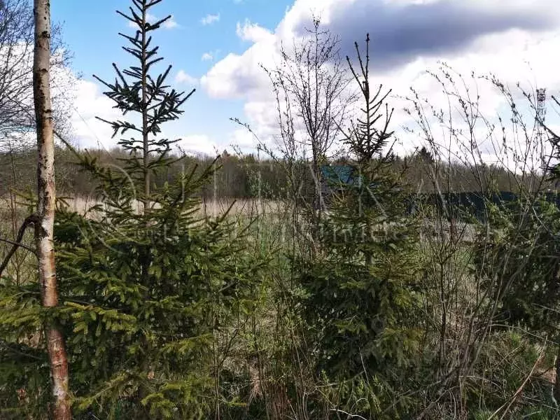 Погода в кути волховский. Деревня кути. Кути (Ленинградская область).