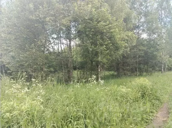 Участок в Московская область, Орехово-Зуевский городской округ, д. ... - Фото 2