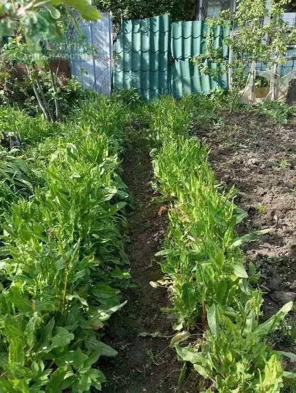 Участок в Смоленская область, Смоленский муниципальный округ, Аушра ... - Фото 1