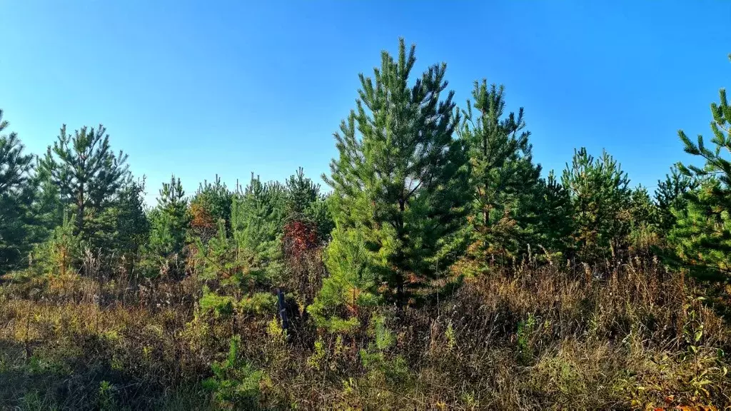 Участок в Свердловская область, Алапаевск ул. Янтарная (8.0 сот.) - Фото 1