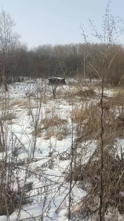 Участок в Курская область, Золотухинский район, Тазовский сельсовет, ... - Фото 1