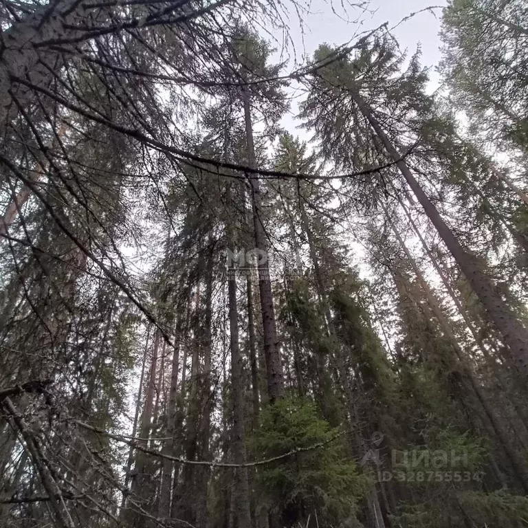 Участок в Карелия, Прионежский район, Деревянское с/пос, Орзега ст. 67 ... - Фото 1