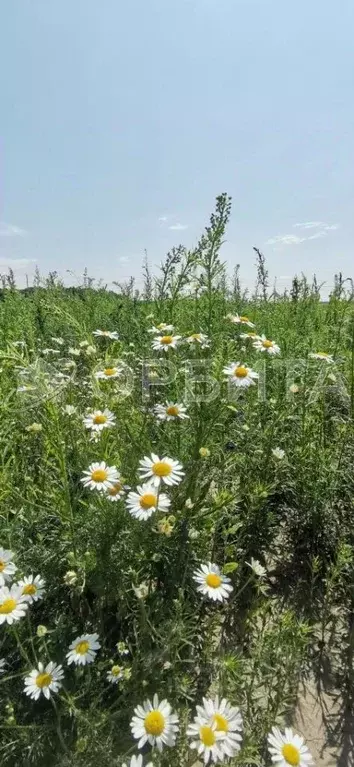 Участок в Тюменская область, Тюменский район, с. Горьковка Сибирская ... - Фото 2