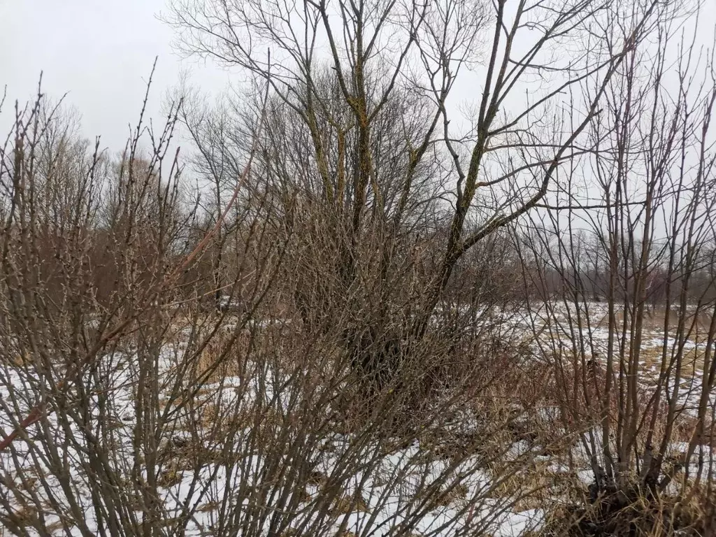 Участок в Московская область, Орехово-Зуевский городской округ, с. ... - Фото 0