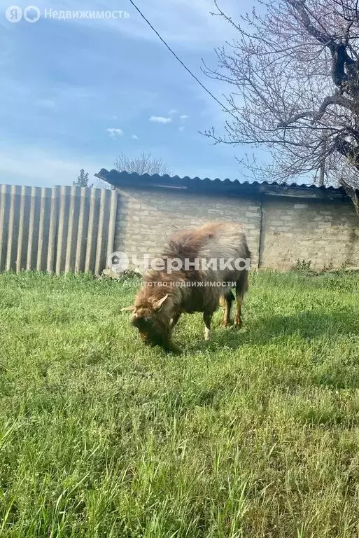 Участок в Старостаничное сельское поселение, хутор Абрамовка, улица ... - Фото 0