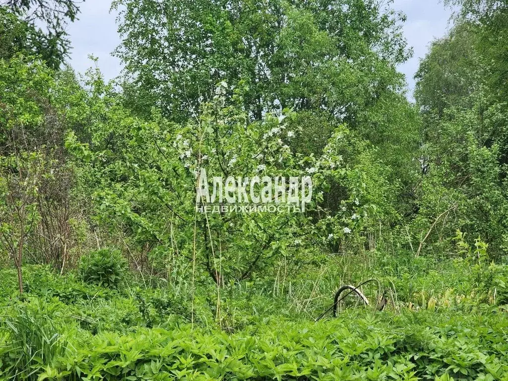 Участок в Ленинградская область, Приозерский район, пос. Сосново ул. ... - Фото 1