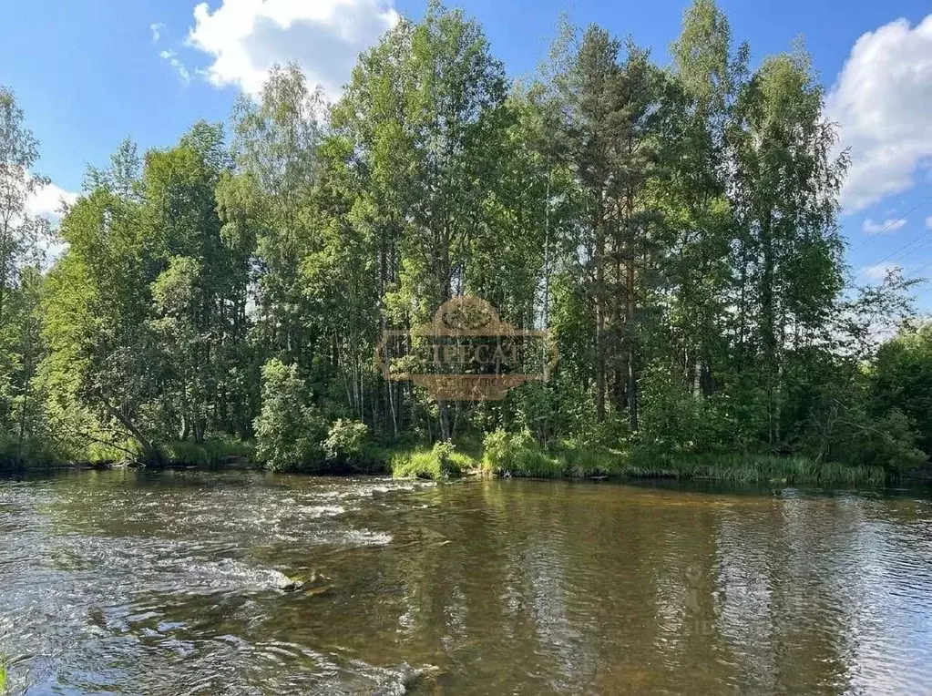 Участок в Ленинградская область, Ломоносовский район, Пениковское ... - Фото 1
