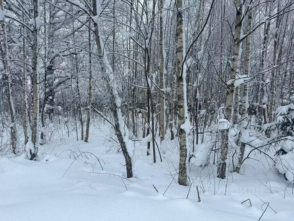Участок в Московская область, Рузский муниципальный округ, пос. ... - Фото 1