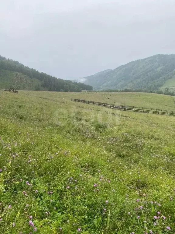 Участок в Алтай, Майминский район, с. Бирюля ул. Таркольская, 48 (13.0 ... - Фото 1