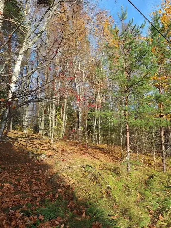 Участок в Ленинградская область, Кингисеппский район, Нежновское ... - Фото 1