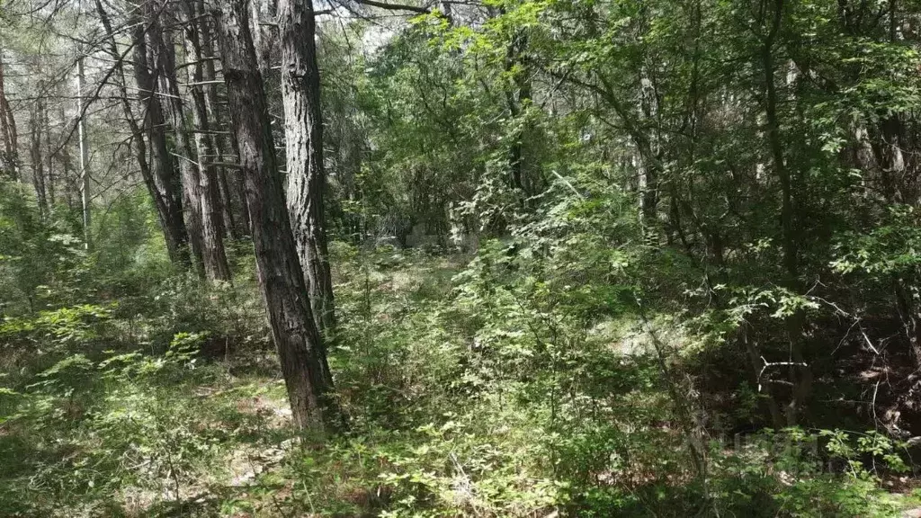 Участок в Краснодарский край, Геленджик  (10.0 сот.) - Фото 2