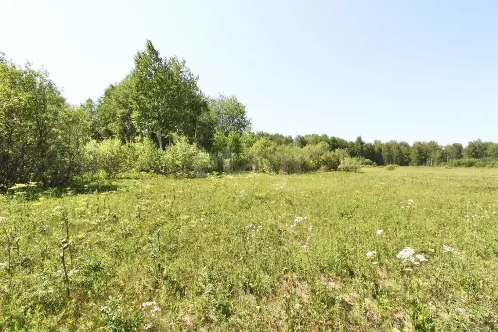 Участок в Тюменская область, Тюменский район, с. Горьковка  (8.0 сот.) - Фото 1