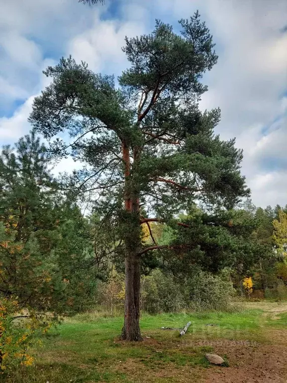 Участок в Ленинградская область, Приозерский район, Сосновское с/пос, ... - Фото 0