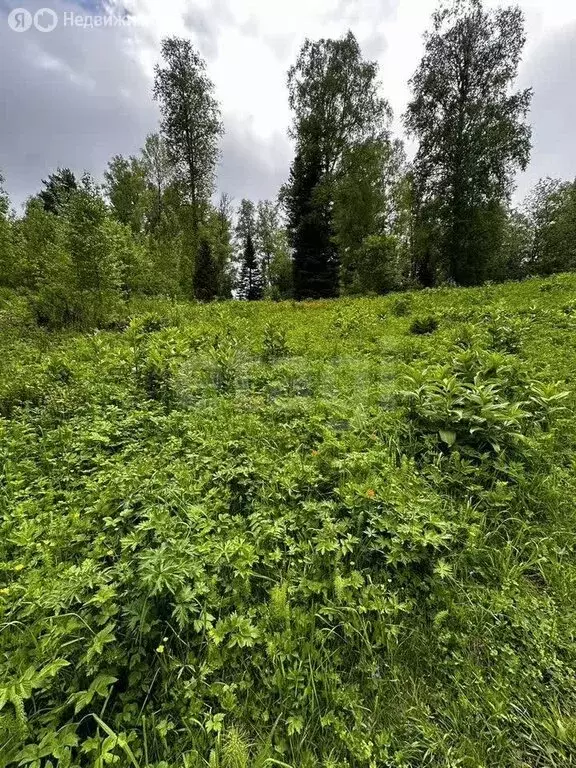 Участок в Артыбаш, Цветочная улица (25 м) - Фото 2